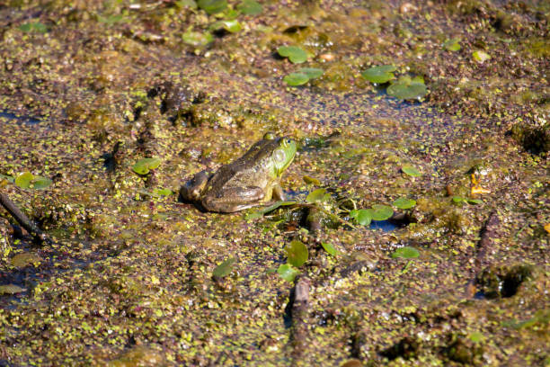istock Young green frogs or bullfrogs sit in a marsh in canada 1408530198