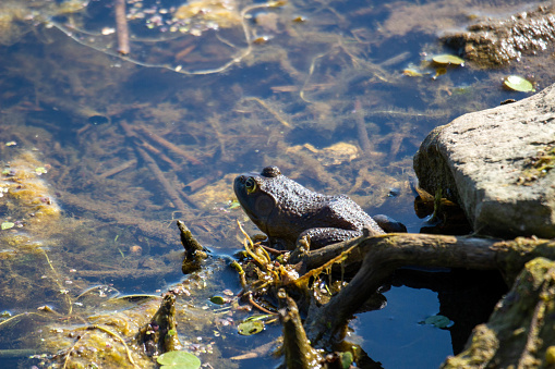 young frogs in a marsh. Photographed july 2022 in canada