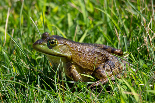 Lithobates clamitans photographed in July 2022 in Canada.