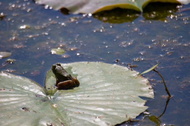 istock Young green frogs or bullfrogs sit in a marsh in canada 1408530289