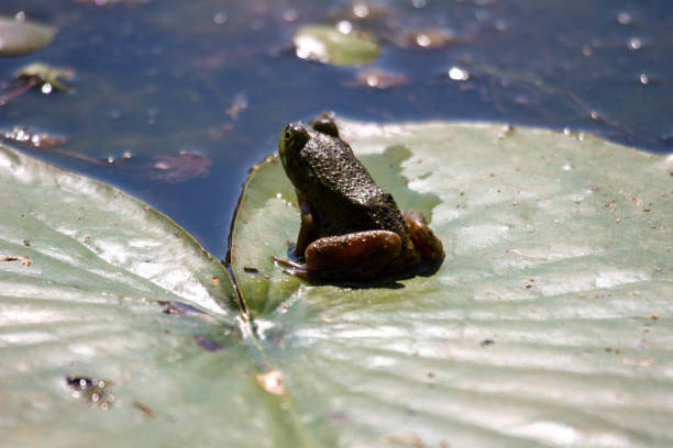 istock Young green frogs or bullfrogs sit in a marsh in canada 1408530290