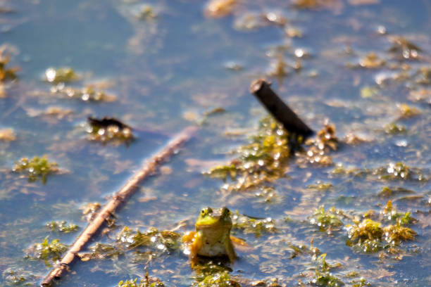 young green frogs or bullfrogs sit in a marsh in canada - water snake imagens e fotografias de stock