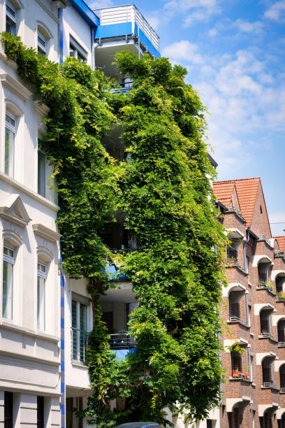 istock facade greening with Campsis radicans 1408530390