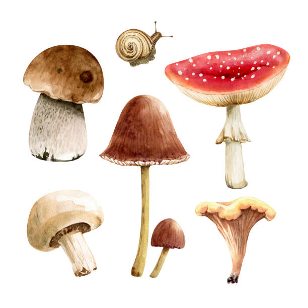 ilustrações, clipart, desenhos animados e ícones de conjunto de ilustrações de aquarela cogumelos florestais em um fundo branco, pintado à mão. - mushroom edible mushroom red botany
