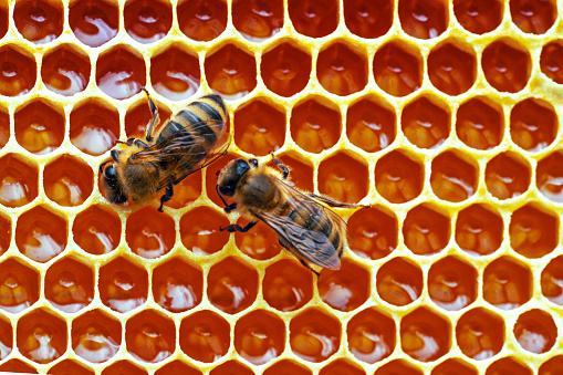 Macro photo of working bees on honeycombs. Beekeeping and honey production image.