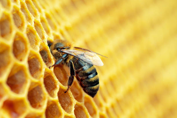macro photo of working bees on honeycombs. beekeeping and honey production image - bee stockfoto's en -beelden