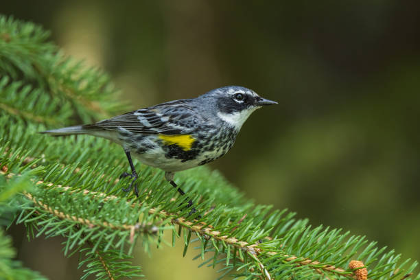 The yellow-rumped warbler is a regular North American bird species that can be commonly observed all across the continent.