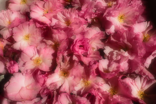 fleurs roses cerise sakura fond. mur de fleurs. mise au point sélective douce. carte postale de noël. pétales roses et étamines jaunes. beau fond. art des pétales. fleur de cerisier de printemps. prunus serrulata - toned image pink sakura cherry blossom photos et images de collection