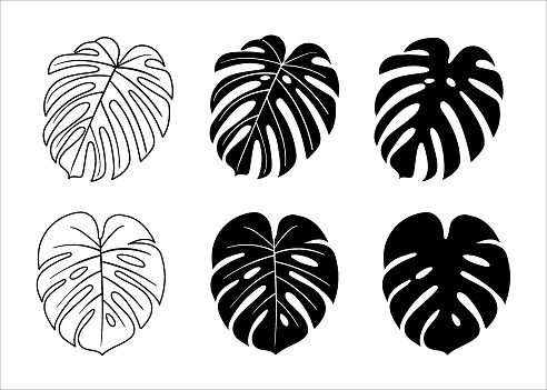 Silhouettes with tropical palm leaves, monstera. floral background. Isolated on white background.