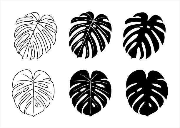Silhouettes with tropical palm leaves, monstera. floral background. Isolated on white background. Silhouettes with tropical palm leaves, monstera. floral background. Isolated on white background. monstera stock illustrations