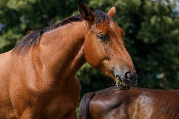 istock Bay stallion eating close up 1408539949