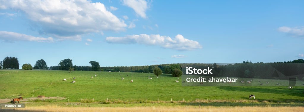 countryside landscape with cows in southern part of hautes fagnes between vielsalm and sankt vith in belgian ardennes Backgrounds Stock Photo