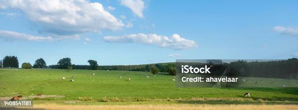 Countryside Landscape With Cows In Southern Part Of Hautes Fagnes Between Vielsalm And Sankt Vith In Belgian Ardennes Stock Photo - Download Image Now