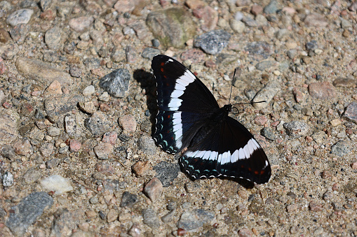 A Purple Emperor Butterfly feeding on salts on a woodland track