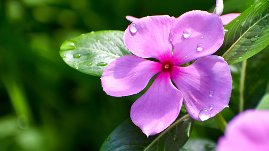 Close up of Madagascar periwinkle (Catharanthus roseus) flower blooming in the garden