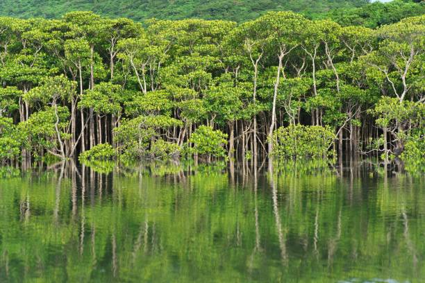 Mangrove forest in the morning on Maira river in Iriomote island, Okinawa, Japan Okinawa,Japan - July 2, 2022: Mangrove forest in the morning on Maira river in Iriomote island, Okinawa, Japan mangrove habitat stock pictures, royalty-free photos & images