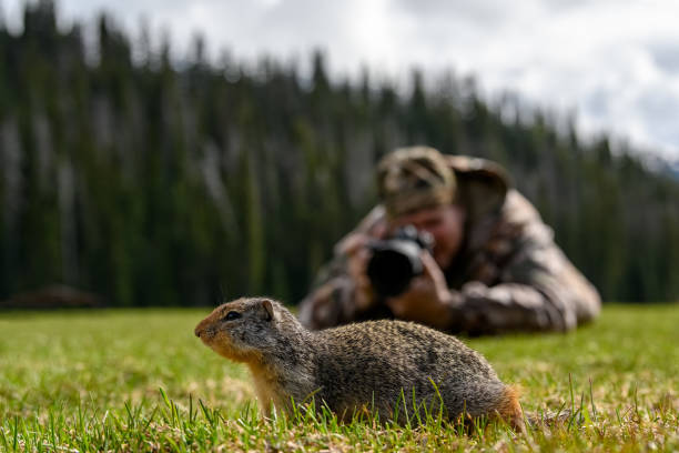 istock At the first ray of spring sunlight, a Columbian ground squirrel (Urocitellus columbianus) in E. C. Manning park, British Columbia 1408544617