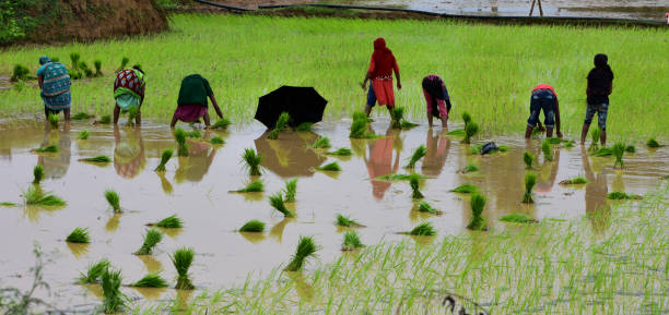 les agriculteurs indiens travaillent dur dans la rizière. - photography cloud plantation plant photos et images de collection