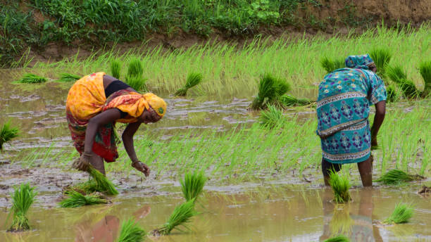 istock Indian Farmers working hard in the rice field. 1408545463