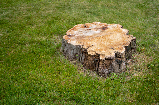 Cut tree stump with grass lawn around