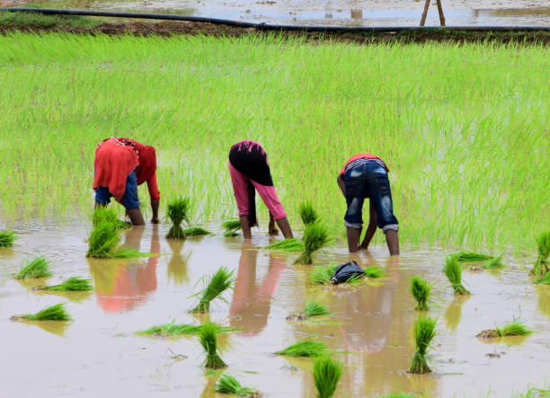istock Indian Farmers working hard in the rice field. 1408545706