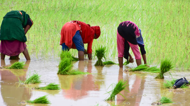 istock Indian Farmers working hard in the rice field. 1408545723