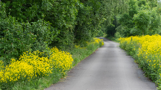 A narrow rural road, bordered by yellow flowers and a forest, that curves and disappears in the distance.