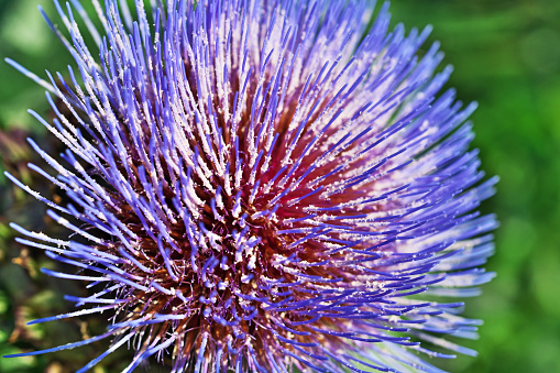 An Echinops flower which is a spiky sphere in close up to give an abstract background.