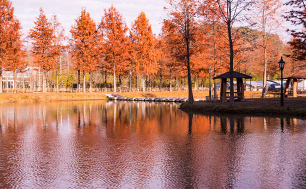 istock Metasequoia tree-lined road with autumn leaves. 1408551486