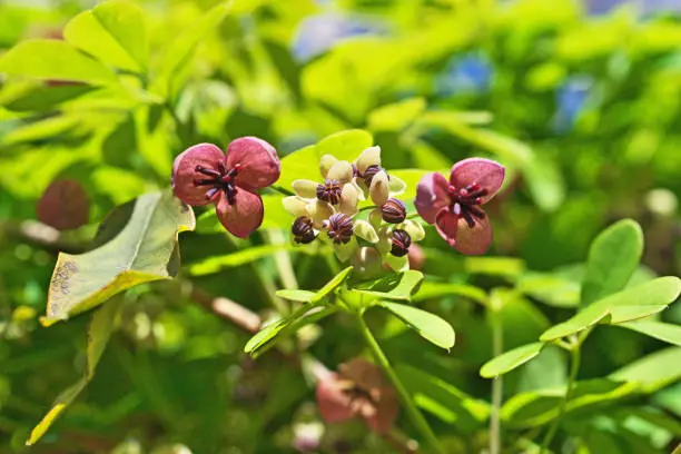 Akebia x pentaphylla
Goyo Akebi