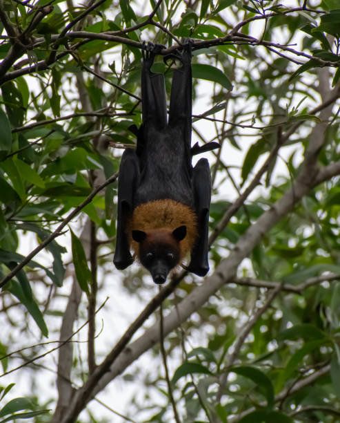 istock Flying foxes in Chonburi province, Thailand 1408554435