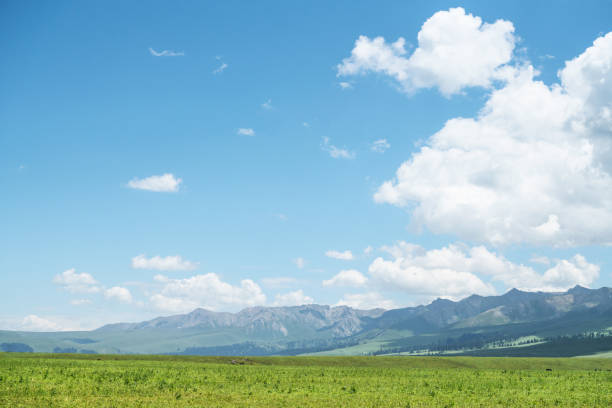 Nalati grassland with the blue sky. Shot in Xinjiang, China.