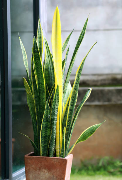 istock snake plant in the pot 1408555612