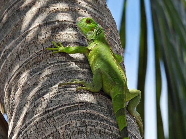 istock Green Iguana (Iguana iguana) resting on the side of a palm tree 1408555669