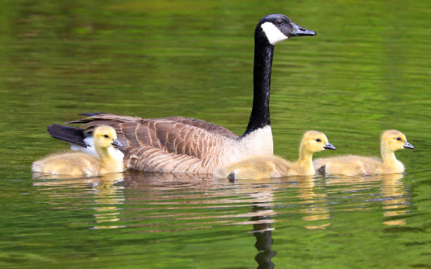 Mother Canada Goose and Babies swimming on the lake stock photo