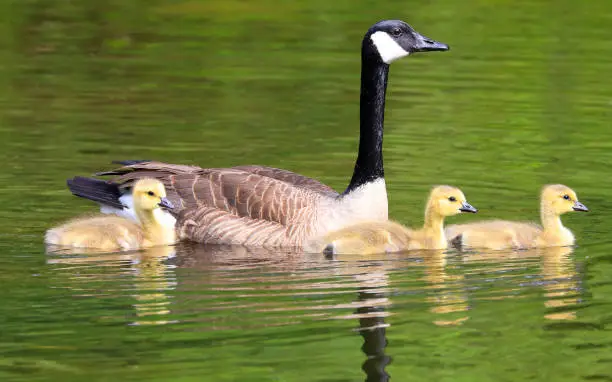 Mother Canada Goose and Babies swimming on the lake with nice reflections and green foreground
