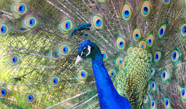istock Peacock portrait close-up with his beautiful tail on the background 1408555974