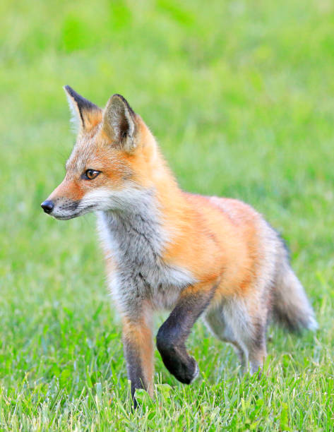 istock Young red foxes playing in the grass with green foreground and background 1408555981