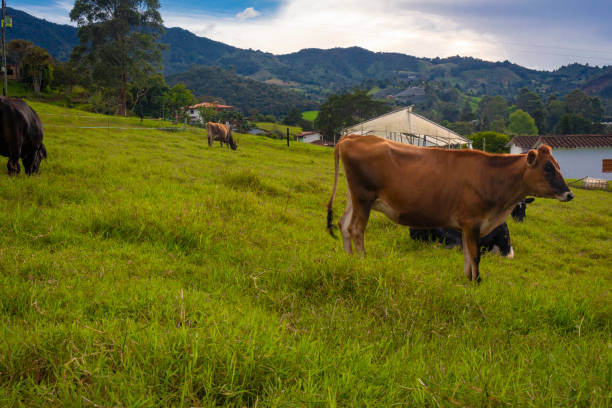 istock Group of cows standing in a grassy field. 1408556166