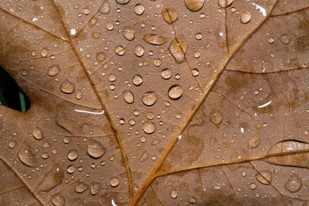 Close up shot of a brown maple leaf with raindrops in autumn