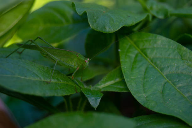 istock green leaves with grasshoppers perched on them 1408556239