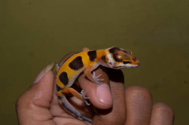 istock a leopard gecko someone is holding. 1408556753