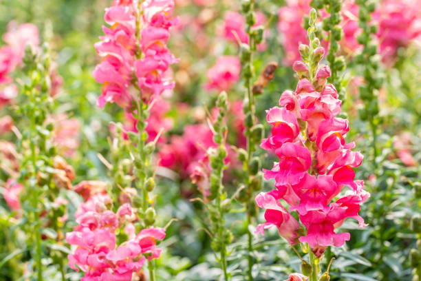 istock Pink Snapdragon flowers. 1408558060