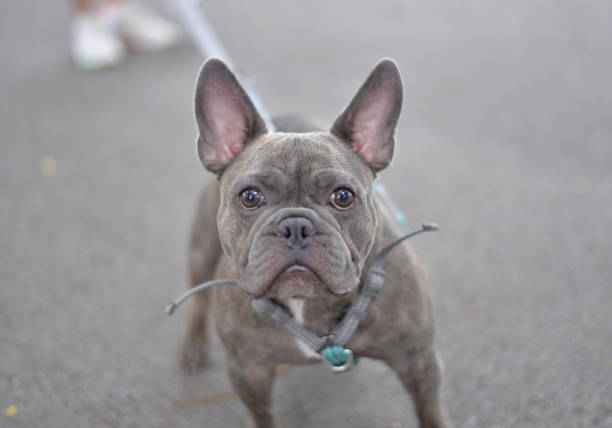 istock French Bulldog Pet Face and Gesture 1408558237