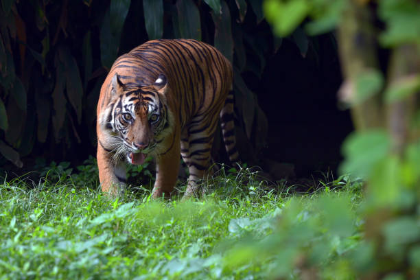 istock Close up photo of a bengal tiger 1408558954