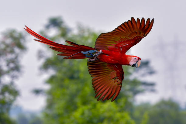 Macaw parrots during a flight stock photo