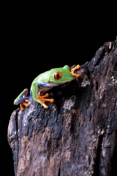istock Red eyed tree frog hanging on anthurium leaf 1408559083