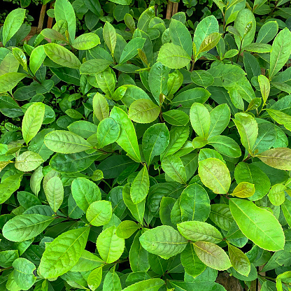 Yerba mate leaf, a plant native to Brazil used to make mate.