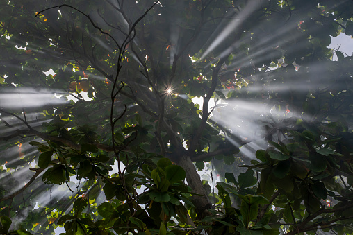 The image of the mist and light shining on the branches of the leaves of the tree.