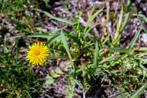 istock Taraxacum officinale growing in meadow, close up 1408560392
